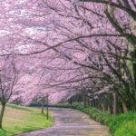 春のお花見シーズンもウイルスの活動は活発?